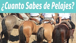 Cuantos Sabes de Pelajes Criollos Trivia de Pelajes [upl. by Mcgrath]