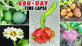 Plant Growing Time Lapse Compilation 690 Days in 9 Minutes [upl. by Stent]