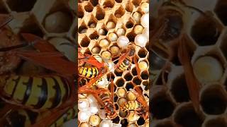 Giant Hornet Nest underground [upl. by Einahpit]