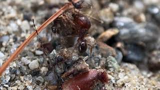 Pheidole Pilifera  A short documentary [upl. by Leirum]