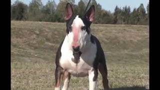 Pelea entre Pitbull vs BullTerrier [upl. by Hulbard260]