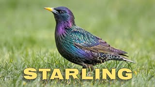 Common starling sounds starling call [upl. by Auston]