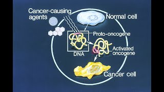 Proto oncogene Oncogenes and tumor suppressor genes Molecular Basis of Cancer Part 5 [upl. by Korwin]