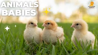 Meet the Cutest Baby Farm Animals 🐥🐰 Cute Animal Moments [upl. by Zaid]