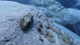 Scuba Diving with Cuttlefish on tenerife [upl. by Alimak]