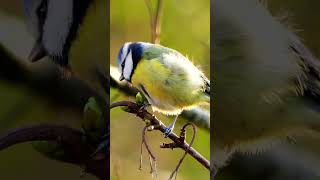 Boisterous Blue Tits Common Call Sounds  Bird Sounds shorts [upl. by Retsek]