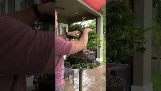 How to Bonsai  Trimming Wrightia religiosa Water Jasmine bonsai bonsaitree gardening [upl. by Behlke]