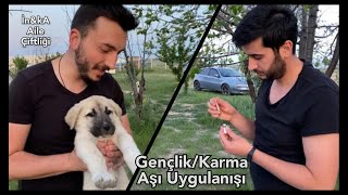 Karma Aşı Nasıl Yapılır  Yavru Köpek Akaya Gençlik Aşısı Uyguladık  Kangal Aşılama Takvimi [upl. by Einahpit880]