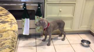 Weimaraner Puppy Sleeps Standing Up [upl. by Llig435]