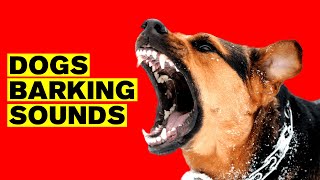 Dogs Barking Sound Effect BARK LOUDLY [upl. by Llehsar]