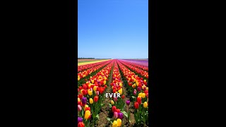 The Fascinating Story of Dutch Tulips and Tulip Mania [upl. by Scherle]