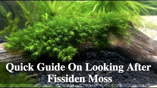 Quick Guide On Looking After Fissiden Moss [upl. by Essirahs]