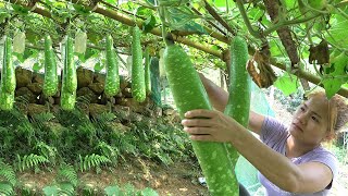 Build green agriculture  Living Off Grid  Harvesting the vegetable garden sell rural market [upl. by Vedetta]