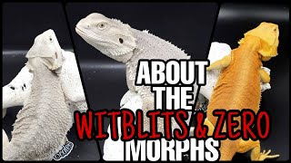 Bearded Dragon Genetics  The WITBLITS amp ZERO Morph [upl. by Loralee]