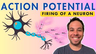 Action Potential  Firing of a Neuron  Depolarization [upl. by Garv370]