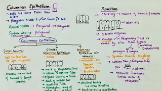 Simple Columnar Epithelium  Location  Function  Types [upl. by Fachanan312]