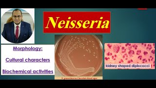 Neisseria 1 Morphology Culture Biochemical reactions quot Medical microbiology [upl. by Enoval739]