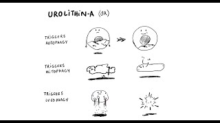 Got Inflammation Discover Urolithin A [upl. by Ahsaetan8]