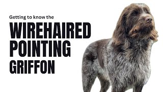 Wirehaired Pointing Griffon The Gun Dog Supreme an Overview of Griffs wpg [upl. by Saundra378]