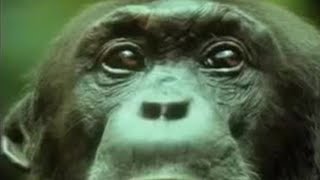 Chimpanzees Team Up to Attack a Monkey in the Wild  BBC Studios [upl. by Laehcim]