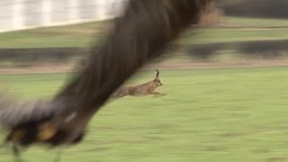 Hunting hares with golden eagles  fantastic flights [upl. by Ativ866]