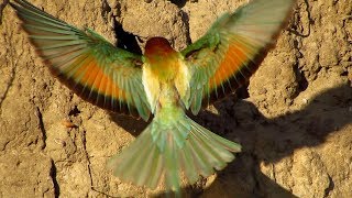 European beeeater Merops apiaster feeding chicks on nesting site [upl. by Luanne]