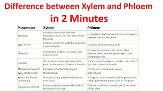 Differences between xylem and phloem  Xylem vs Phloem [upl. by Enohpets]