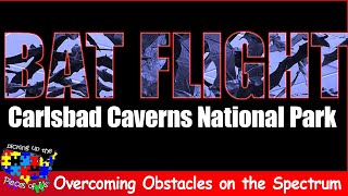 Bat Flight at Carlsbad Caverns National Park [upl. by Ahsinyt546]