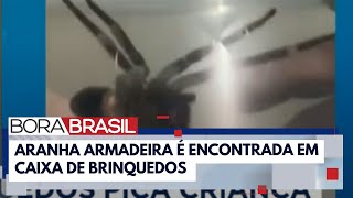 Criança de 3 anos é picada por aranha armadeira em MG I Bora Brasil [upl. by Hseham]