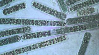 Oscillatoria Cyanobacteria  Filament Movement [upl. by Acsirp]