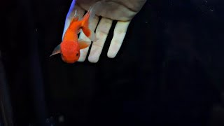 Adding Oranda amp Ranchu Goldfish in Aquarium [upl. by Asalocin322]