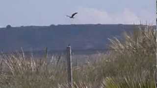 Big bird of prey Murcia Spain [upl. by Enid]