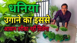 घर में धनिया उगाने का सबसे सीधा साधा तरीका  Easiest Method of Coriander Growing at Home [upl. by Giorgia]