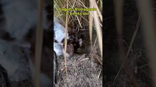 Lagotto Romagnolo Puppy loves digging holes lagottoromagnolo puppy digging [upl. by Ib701]