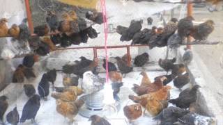 Poultry Layers hifazti T K Vaccination Schedule DrAshraf Sahibzada [upl. by Anetsirk]