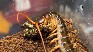 청개구리 쯤은 쉽게 제압해서 잡아먹는 베트남 자이언트 센티페드  Scolopendra subspinipes dehaani  Vietnam giant centipede [upl. by Lielos]