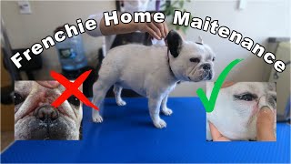 French Bulldog Home Maintenance  Organic  Mavis [upl. by Atteiluj895]