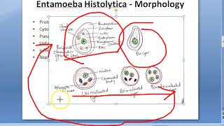 Parasitology 026 a Amoeba Entamoeba Histolytica Classification Amoebiasis Trophozoite Quadrinucleate [upl. by Dania]