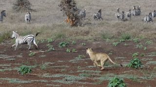 Lion Hunt At Lewa Zebra Ambush [upl. by Weksler]