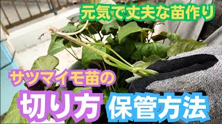 サツマイモ苗の切り方と保管方法【タイミング】【コツ】2023年4月18日 [upl. by Ahseat305]