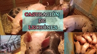 Castrando lechones [upl. by Lachman]