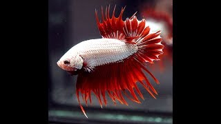 Betta Fish PREMIUM RED DRAGON Crowntail Plakat CTPK Male 615 [upl. by Psyche409]