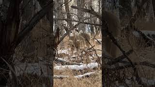 A Deer Frozen in the Snowy Woods Watching Silentlyquot [upl. by Follmer]