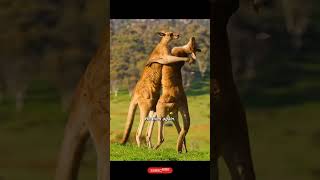 Kangaroo vs Kangaroo  Kangaroo Battl  Kangaroo Fight Club Kangaroo Clash  کیسہ دار جانور [upl. by Rehpotsrihc]