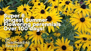 6 Non Stop Flowering perennials for Late Summer [upl. by Modeerf]