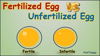 Fertilized Egg Vs Unfertilized Egg [upl. by Sapienza]