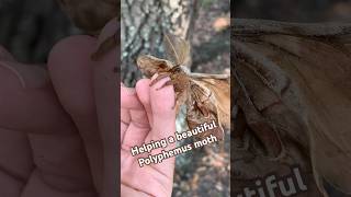 Helping a beautiful Polyphemus Moth moth animals beautifulanimals [upl. by Mathre]