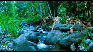 Symphony of Forest Sound of Murmuring Stream and Forest Birds Nature Sounds Soothing Water Sounds [upl. by Icrad]