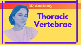 Thoracic Vertebrae  3D Anatomy [upl. by Ajiak]