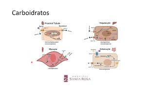 Metabolismo de Macronutrientes [upl. by Ahsikal]